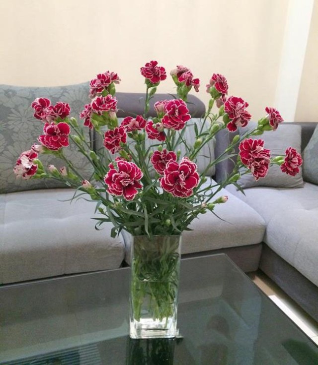 Cắm hoa cẩm chướng xoè trong bình