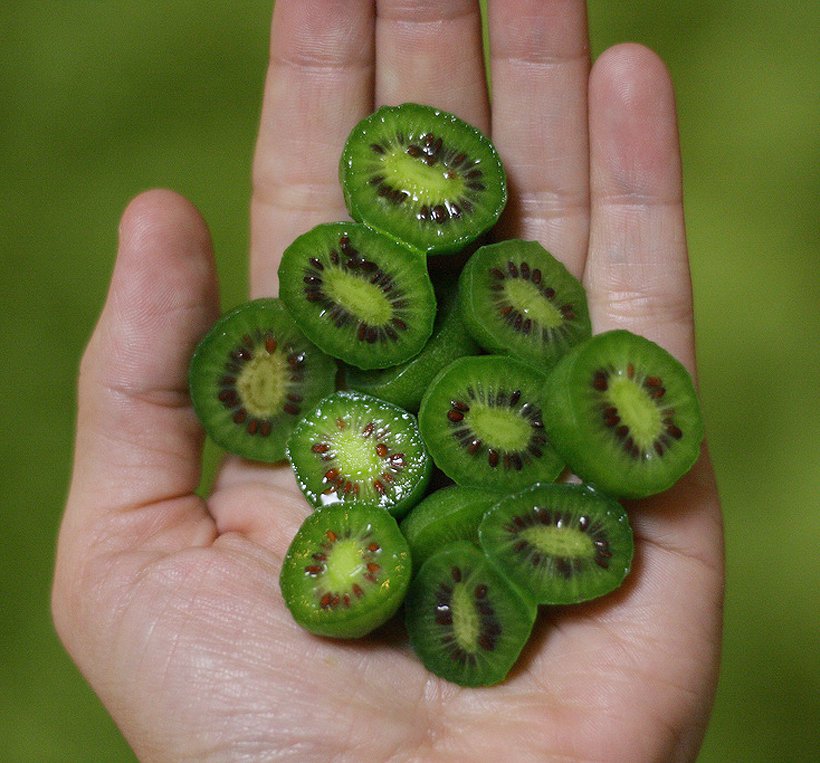 Mách bạn cách trồng kiwi tí hon từ hạt-4