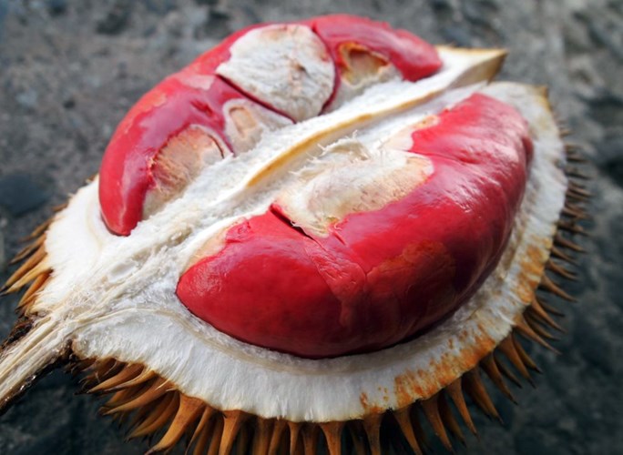 Sầu riêng ruột đỏ: còn đây là loại sầu riêng đặc trưng ở bang Sabah, miền Đông Malaysia. Với màu sắc rất khác các loại sầu riêng thông thường với phần ruột màu đỏ thẫm, phần múi lại khá mỏng và khô. Mùi vị của nó cũng rất ngon hòa hợp bởi vị ngọt và chua. Còn mùi hương thì cũng rất khác so với sầu riêng thông thường.