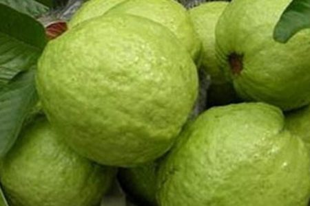 Công dụng bất ngờ của trái ổi khi bạn ăn đúng cách