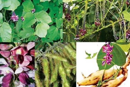 10 loại cây giải độc trong trường hợp nguy cấp nhất – Bạn nhất định phải biết để cứu sống mình và mọi người