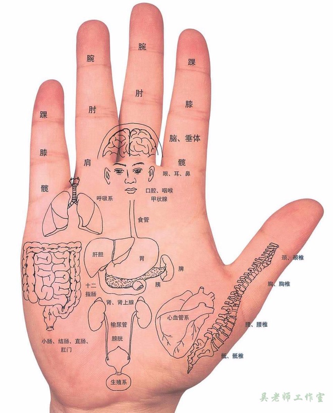 Những vị trí trên bàn tay đều có chức năng kết nối với các bộ phận nội tạng