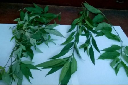 Cả Châu Á đang sửng sốt với loại cây tiêu diệt gọn các tế bào ung thư, ở Việt Nam cũng có