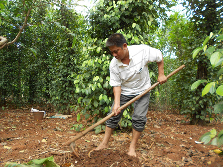 Công việc bình dị của ông Sơn khi rãnh rỗi là làm cỏ quanh vườn tiêu để có thu nhập.