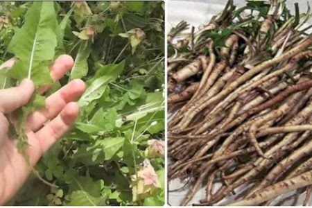 Các nhà khoa học đã tìm ra được loại rễ cây có thể giết chết 98% tế bào ung thư