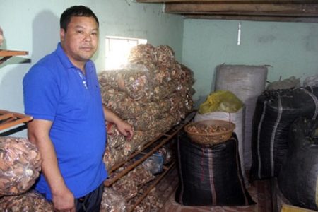 Đã tìm ra cây cỏ quý hơn vàng trị bệnh xương khớp và gút của thầy lang vùng cao, em đã làm cho bố em và đã khỏi rồi nhé