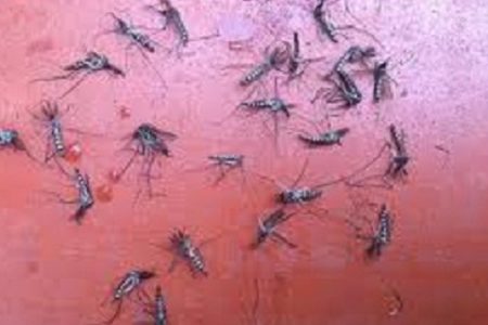 Đảm bảo chưa đầy 1 phút, muỗi bay vĩnh viễn ra khỏi nhà nhé