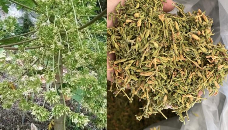 Bí Quyết Trồng & Sử Dụng Bông Đu Đủ Đực – Dược Liệu Vàng Ngay Trong Vườn Nhà
